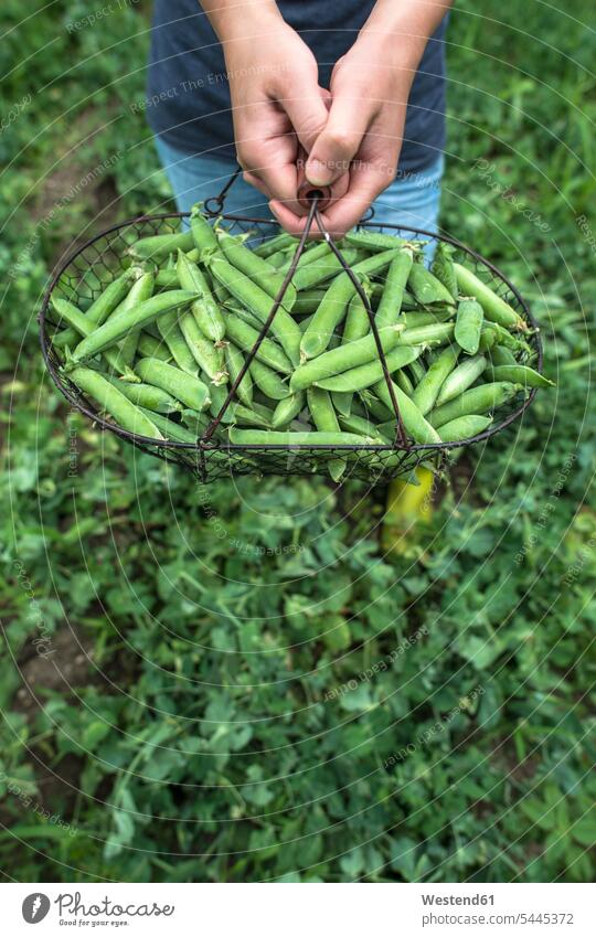 Woman's hands holding basket of harvested peapods, close-up Pea Peas human hand human hands Pulses Legumes Vegetable Vegetables Food foods food and drink