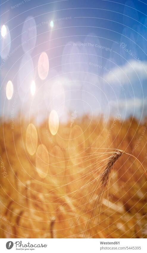 Barley ear on field right before harvest sunbeam sunbeams Sun Beam Sun Beams Sunray Sunrays rural country countryside light beam light beams blurred
