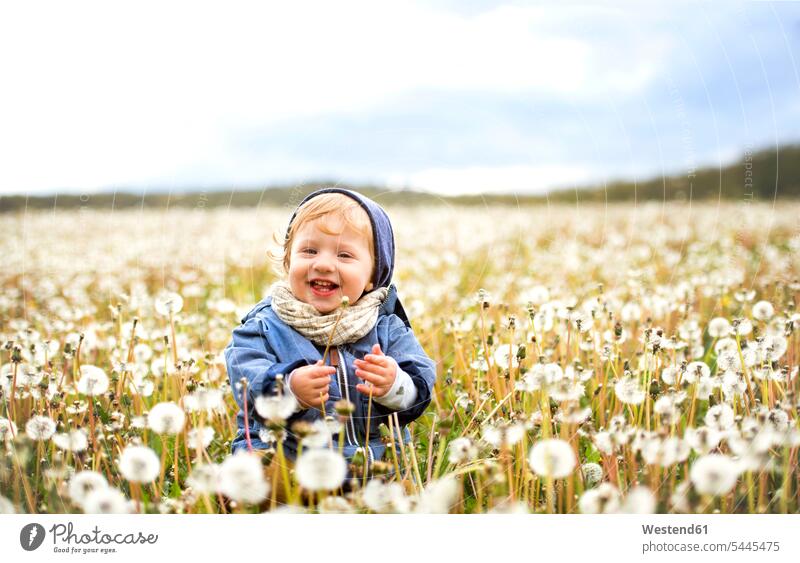 Happy little boy in meadow full of dandelions baby infants nurselings babies blowball dandelion clocks blowballs happiness happy people persons human being
