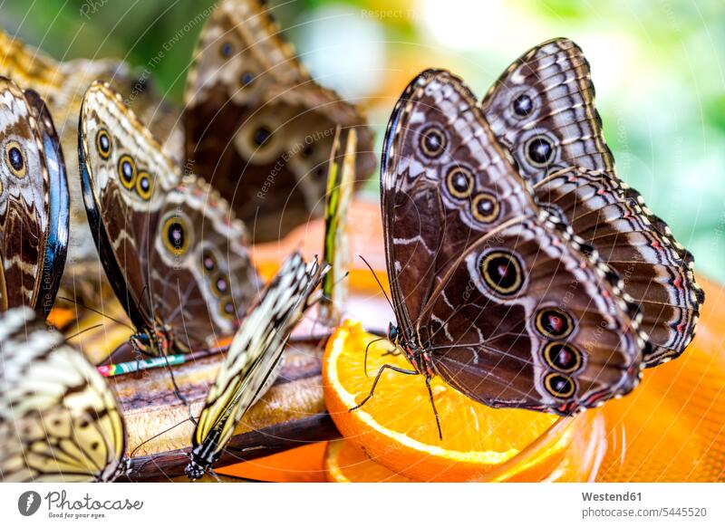 Germany, Mainau, butterflies beauty of nature beauty in nature natural world Orange Citrus sinensis Oranges seven animals Macro Macro photography insect