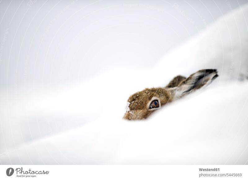 UK, Scotland, Mountain Hare hiding in snow nature natural world copy space animal themes close-up close up closeups close ups close-ups white background day