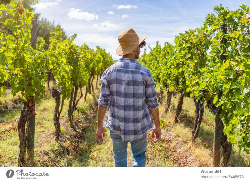 Man walking in vineyard going man men males agriculture Adults grown-ups grownups adult people persons human being humans human beings checking Test testing