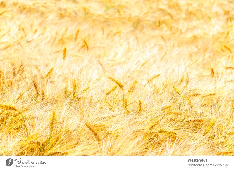 Field of barley focus on foreground Focus In The Foreground focus on the foreground background backgrounds barley field nature natural world bright light clear