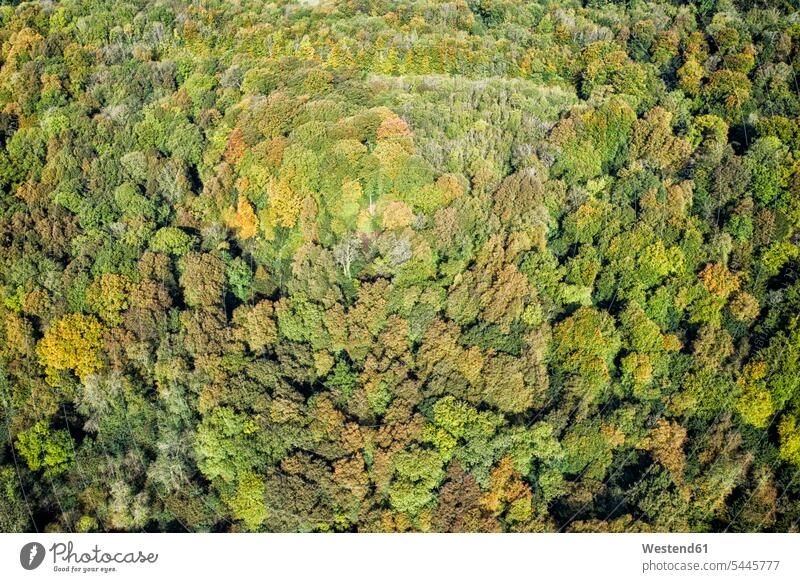 UK, Wales, autumnal forest seen from above green autumn colours fall colors autumnal colors autumnal colours nature natural world Part Of partial view cropped
