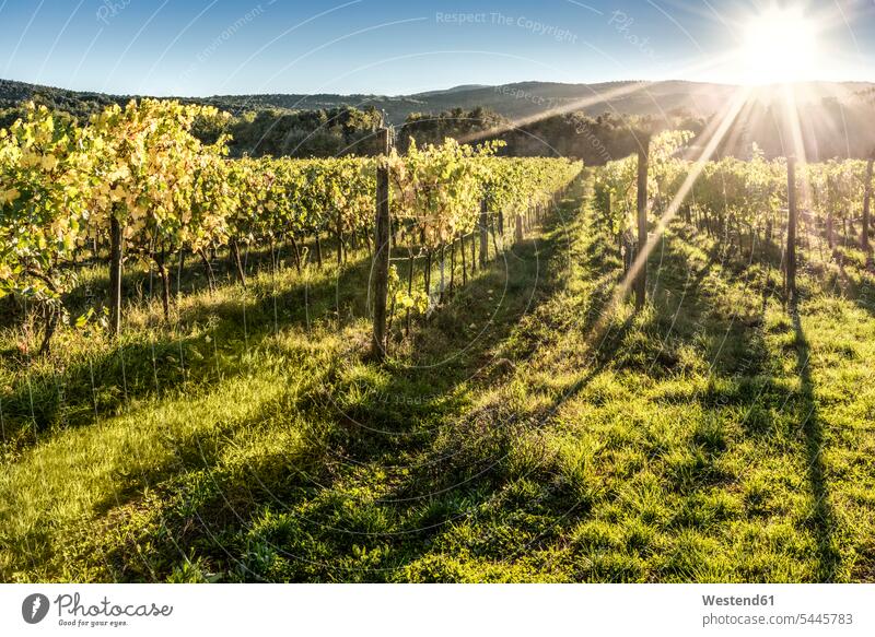 Italy, Tuscany, vineyard in backlight beauty of nature beauty in nature natural world Lens Flare Lens Flares Lensflare Reflection lens glare sunset sunsets