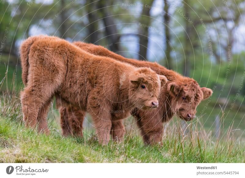 Great Britain, Scotland, Scottish Highlands, Highland cattles, two young animals horn Animal Horns horns highland cattle highland cattles kyloe two animals 2