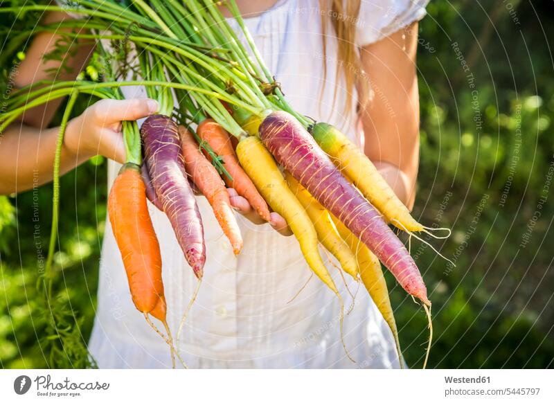 Girl holding bunch of heirloom carrots, partial view Carrot Carrots Turnip Turnips Vegetable Vegetables Food foods food and drink Nutrition Alimentation