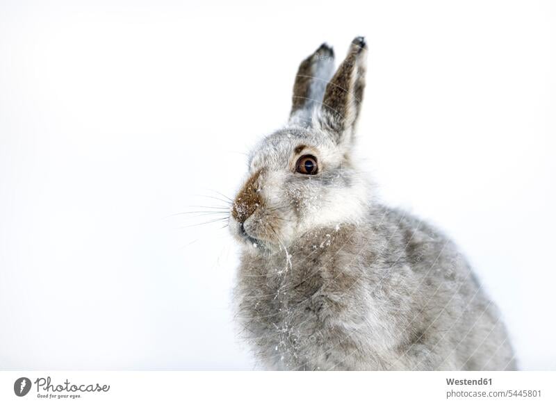 UK, Scotland, portrait of Mountain Hare in snow soft outdoors outdoor shots location shot location shots mountain hare mountain hares lepus timidus caution