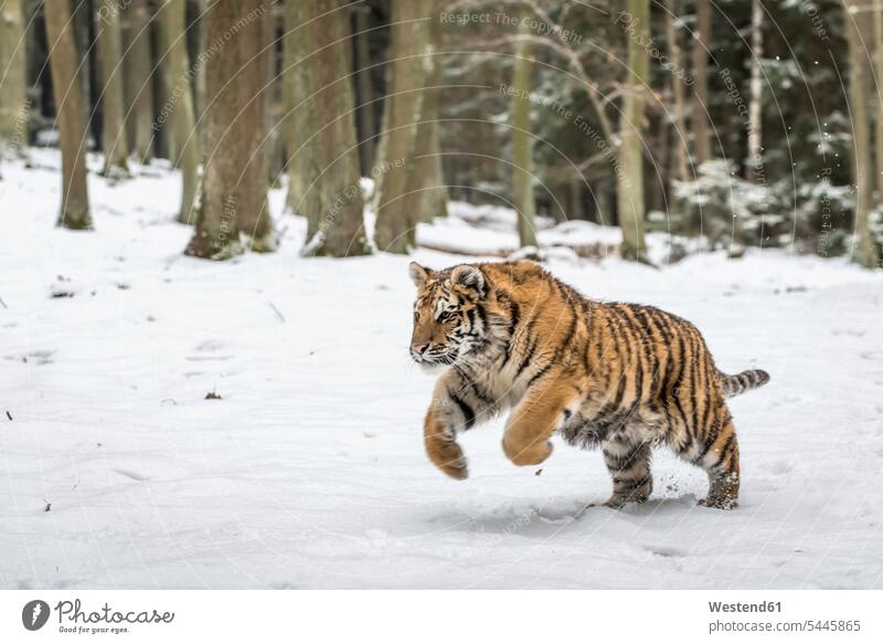 Young Siberian tiger hunting in snow Siberian tigers Panthera tigris altaica Amur tiger Amur tigers one animal 1 outdoors outdoor shots location shot