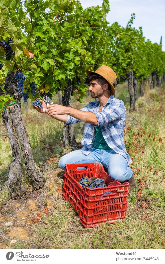 Man harvesting grapes in vineyard man men males working At Work Grape Grapes agriculture Adults grown-ups grownups adult people persons human being humans