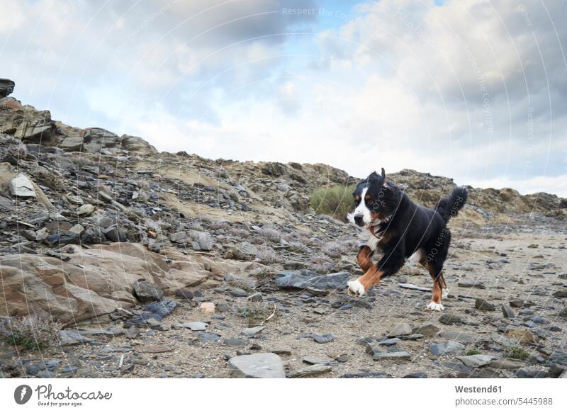 Spain, Menorca, Portrait of a bernese mountain dog running fast outdoors dogs Canine pets full length full-length full-body full body full shot one animal 1