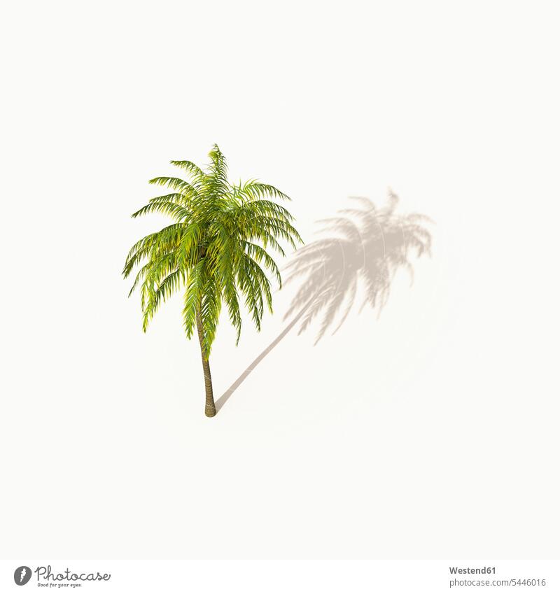 Palm tree with shadow on white background, 3D Rendering copy space Time Out summer summer time summery summertime tranquility tranquillity Calmness concept
