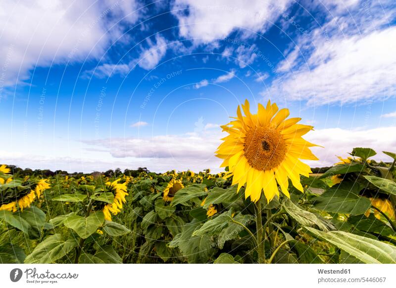 Sunflower field blossom flowers Blossoms Blooms blossoming flowering yellow cloudy cloudiness clouds beauty of nature beauty in nature Helianthus Annuus stalk