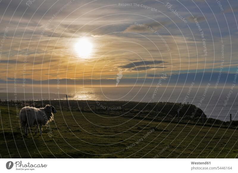UK, Scotland, Caithness, Coast of Duncansby Head, sheep at sunset coast coastline coast area Seacoast seaside one animal 1 outdoors outdoor shots location shot