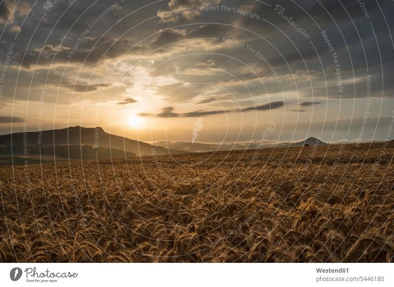 Germany, Constance district, barley field at Hegau with Hohenstoffeln in the background by sunset cloud clouds evening light sunsets sundown Baden-Wuerttemberg