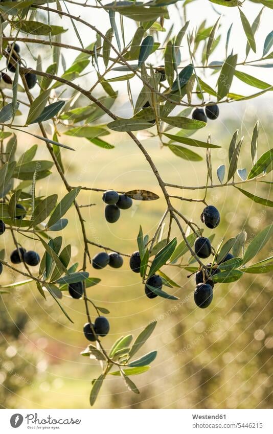 Italy, Tuscany, ripe olives on tree hanging branch limb limbs branches autumn fall outdoors outdoor shots location shot location shots Olive Tree Olive Trees