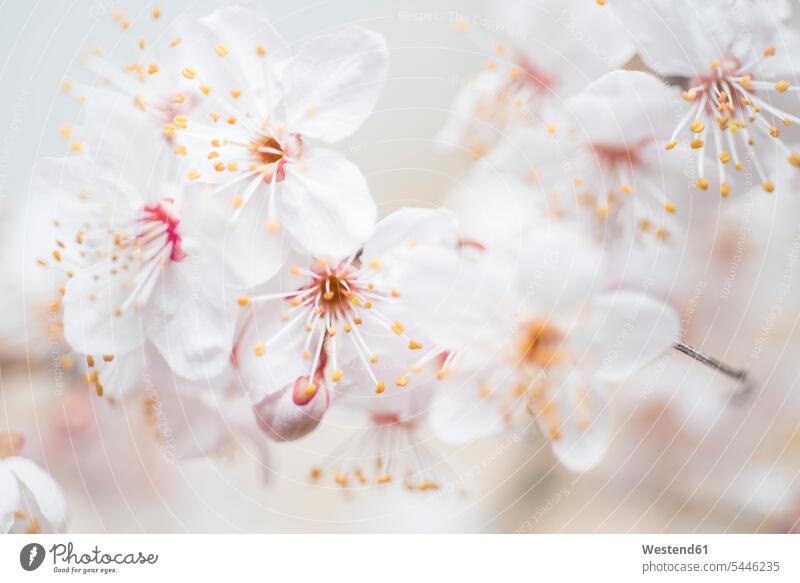 White blossoms, close-up spring springtime Spring Time spring season beauty of nature beauty in nature flowering blooming delicate Delicateness dainty Tender