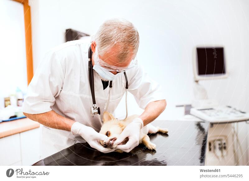 Senior vet examining dog in clinic checking examine dogs Canine veterinarian examination examinations pets animal creatures animals veterinary medicine