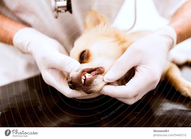Close-up of vet examining dog in clinic checking examine veterinarian dogs Canine examination examinations veterinary medicine healthcare and medicine medical
