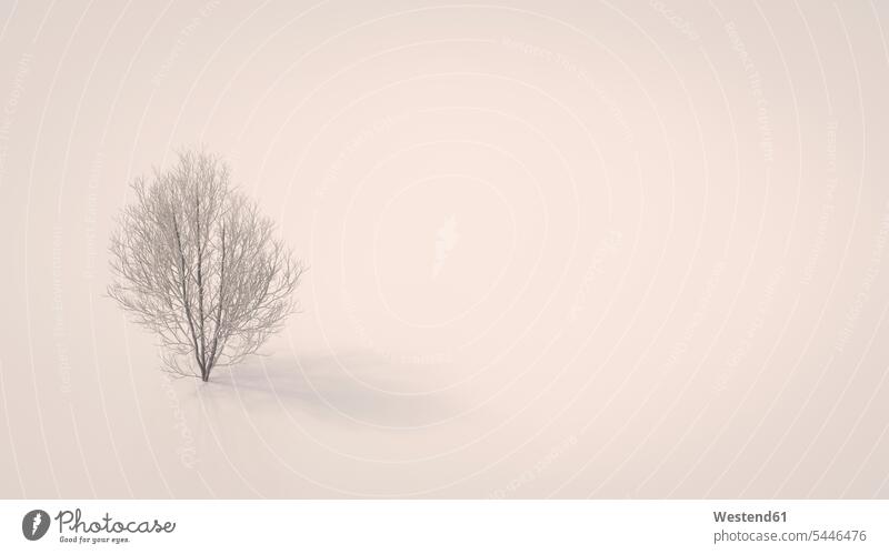 3D rendering, Bare maple tree on white background Idea Ideas Growth growing Change Changes Changing snow-covered snow covered covered in snow snowy Tree Trees