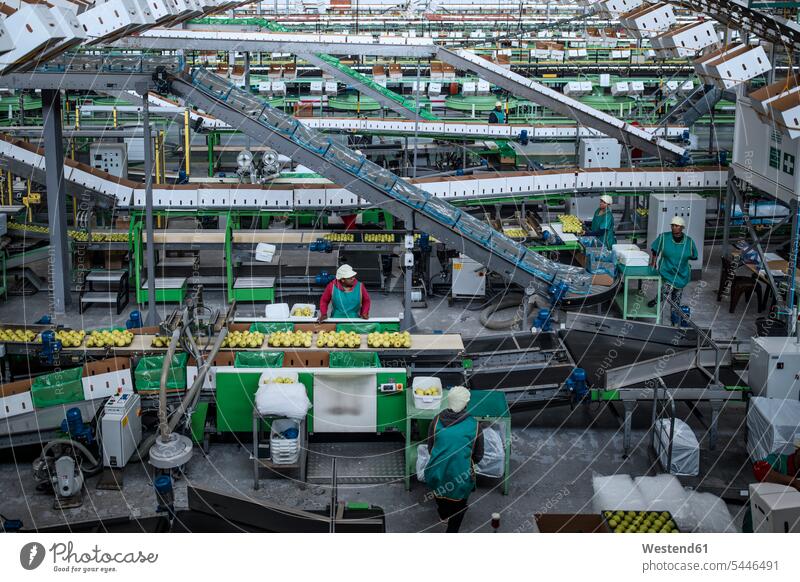 People working in apple factory South Africa boxing machine boxing machines packing machines worker female workers sorting machine sorting machines Automated
