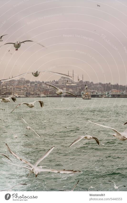 Turkey, Istanbul, Cityview with Suleymaniye Mosque, seagulls in foreground laridae copy space Islam flight flights historical Mosques Golden Horn Bosphorus