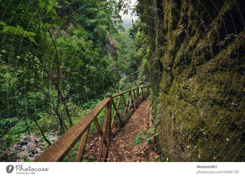 Spain, Canary Islands, La Palma, Path in tropical forest Tropical Climate green Railing Railings Tree Trees forest track forest path forest paths forest tracks