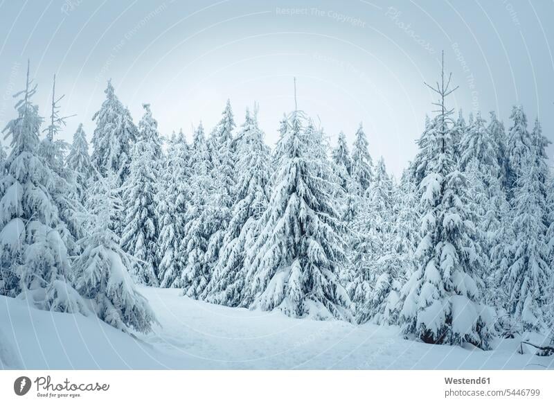 Germany, Hesse, Hochtaunuskreis, Feldberg, Winterlandscape with snow covered trees winter hibernal beauty of nature beauty in nature tranquility tranquillity