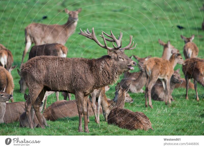 England, Red deers, Cervus elaphus animal sound deer family cervidae animal behaviour Animal Behavior standing animal world fauna group of animals Meadow