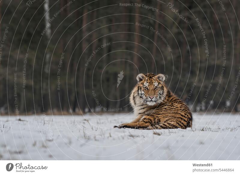 Young Siberian tiger lying in snow Siberian tigers Panthera tigris altaica Amur tiger Amur tigers one animal 1 outdoors outdoor shots location shot