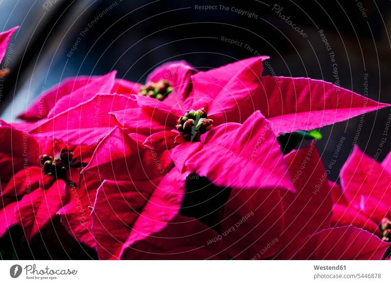 Pink Poinsettia, close-up nobody house plant houseplant house plants Indoor Plant Indoor Plants houseplants flower head flower heads Bright Colour vibrant color