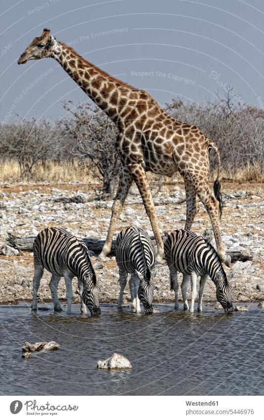 Namibia, Etosha National Park, giraffe and zebras drinking at a water hole animal themes giraffes Giraffa camelopardalis standing Waterhole watering hole Zebra