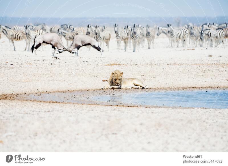 Namibia, Etosha National Park, lion resting at waterhole with herd of Zebras and Oryx in the background lions leo panthera leo wildlife Animal Wildlife