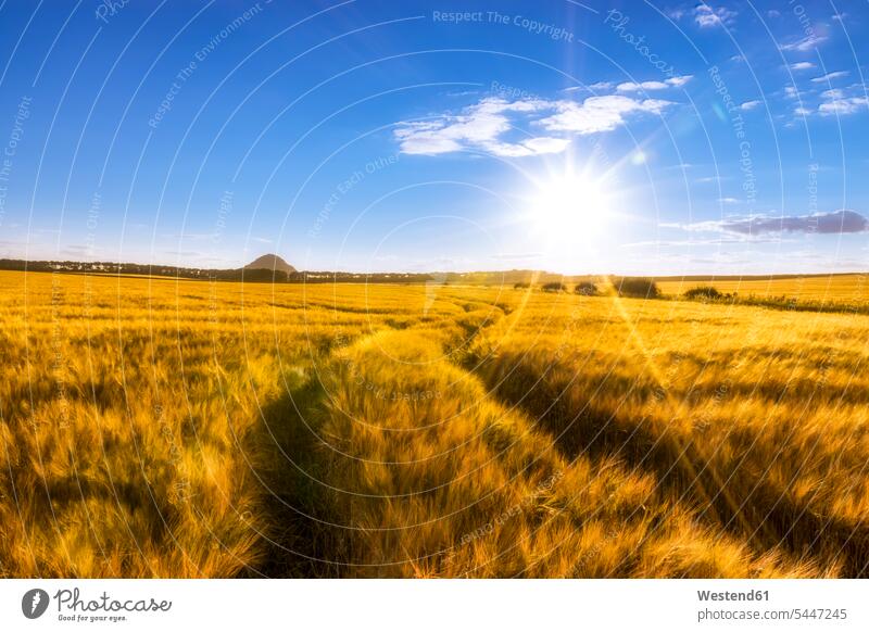 UK, Scotland, East Lothian, field of barley with tracks at sunset copy space tranquility tranquillity Calmness evening light Cereal Cereals grain day