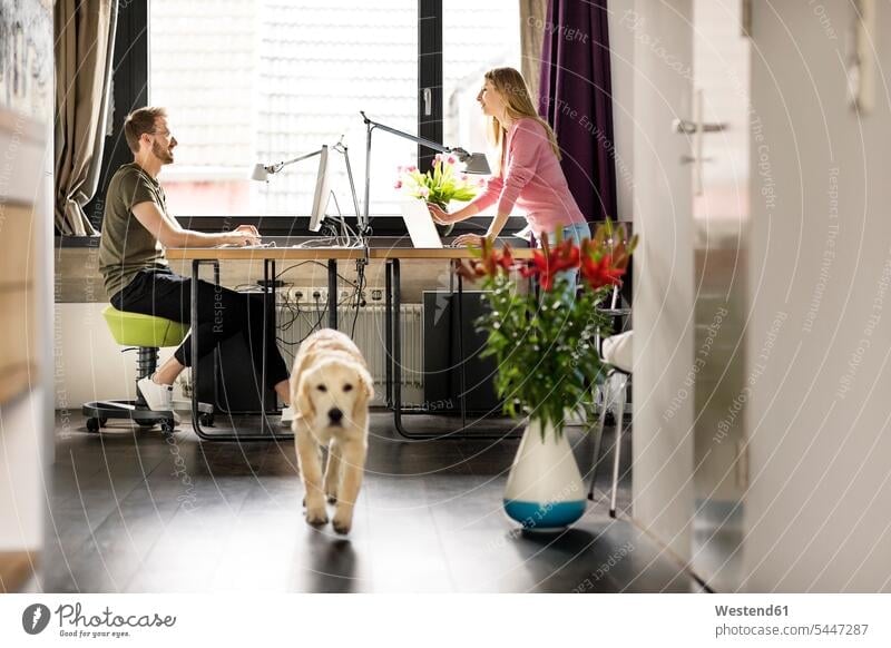 Man and woman with dog working at desk at home dogs Canine desks men males At Work couple twosomes partnership couples females women pets animal creatures