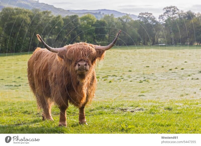 Great Britain, Scotland, Scottish Highlands, Highland Cattle looking looks standing animal husbandry nobody bull bulls looking at camera looking to camera