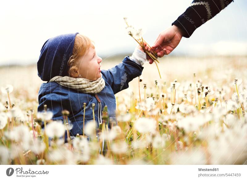 Cute little boy with mother on meadow full of dandelions Fun having fun funny blowball dandelion clocks blowballs mommy mothers ma mummy mama baby infants