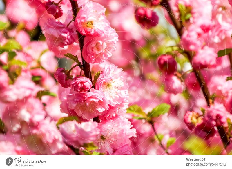 Almond tree twigs with pink blossoms magenta Almond Tree Almond Trees Prunus Dulcis full frame focus on foreground Focus In The Foreground