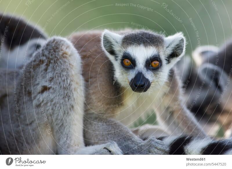 Portrait of ring-tailed lemur zoo zoos looking at camera looking to camera looking at the camera Eye Contact animal world fauna animal themes copy space captive