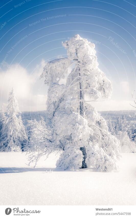 Germany, Baden-Wuerttemberg, Schliffkopf, snow-covered tree at Black forest high altitude height Baden-Wurttemberg outdoors outdoor shots location shot
