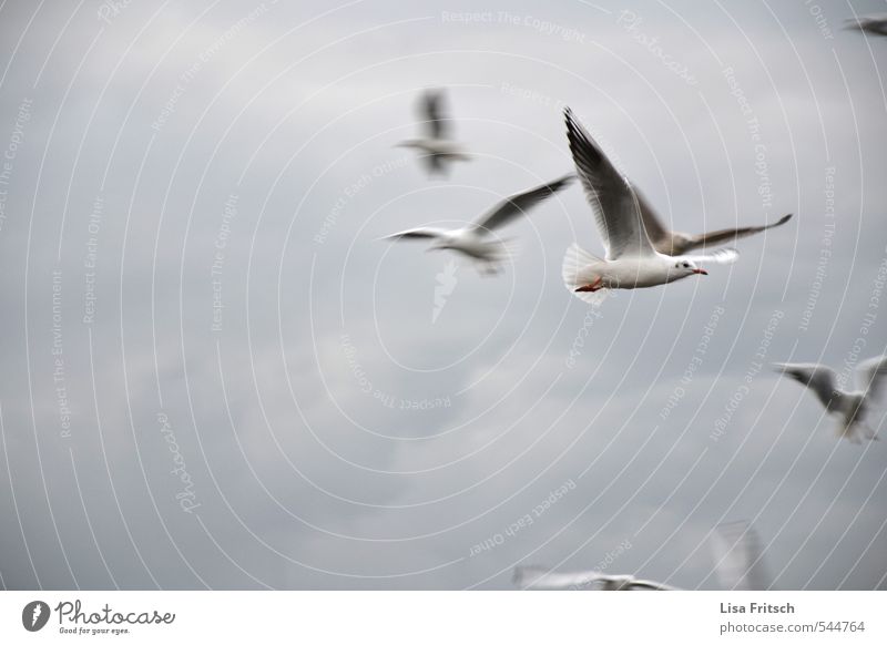 fly Animal Bird Seagull Group of animals Clouds Wind Flying Free Beautiful Colour photo Exterior shot Animal portrait