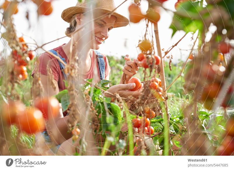Young farmer picking ripe tomatoes Tomato Tomatoes pluck Vegetable Vegetables Food foods food and drink Nutrition Alimentation Food and Drinks smiling smile