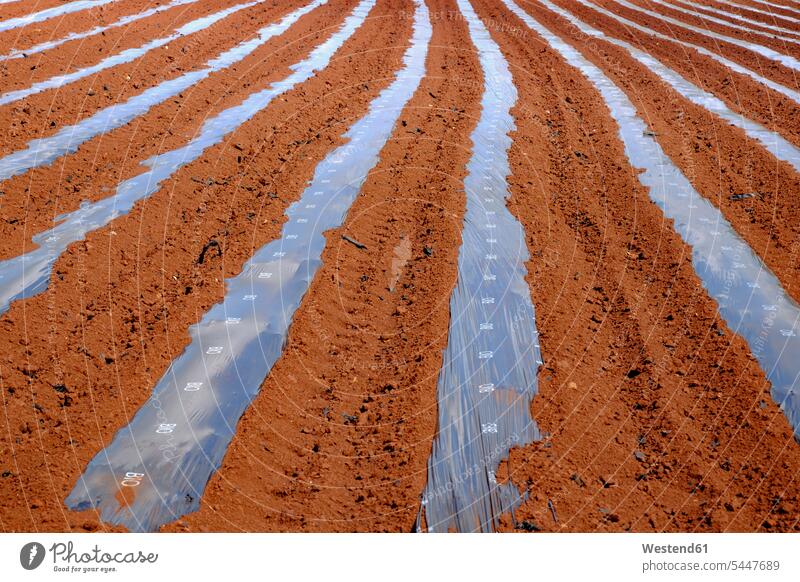 USA, Hawaii, Oahu, pineapple field foil foils covered covering cultivation tilth copy space soil day daylight shot daylight shots day shots daytime Repetition