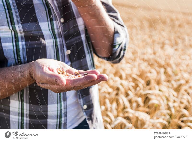 Senior farmer's hand holding wheat grains, close-up agriculturists farmers Wheat Triticum sativum hands agriculture Cereal Cereals Plant Plants people persons