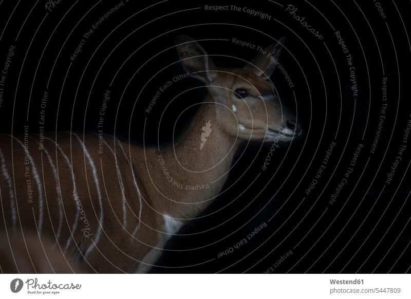 Portrait of female Nyala in front of black background black backgrounds night by night at night nite night photography looking at camera looking to camera