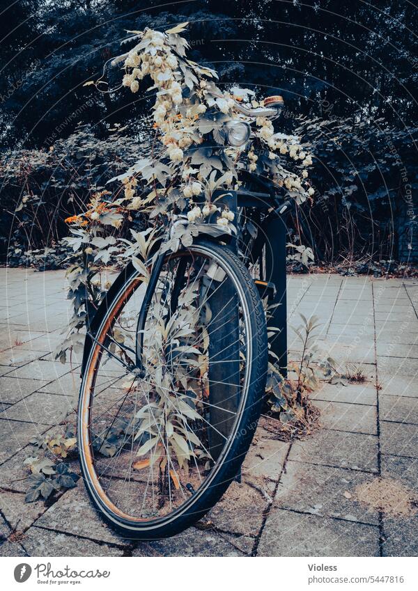 not cycled for a long time Bicycle Rust Hop Plant Wheel Bicycle rack overgrown