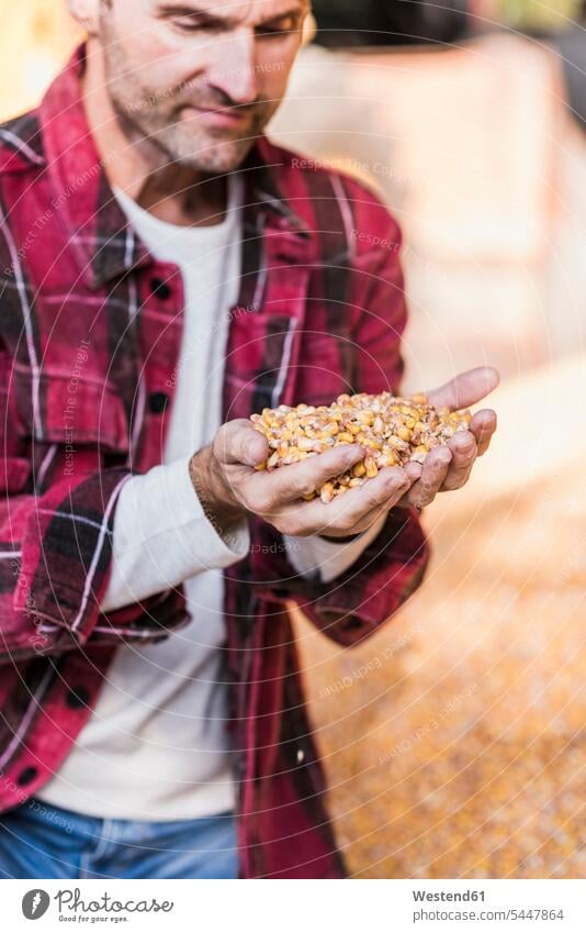 Farmer with grains of maize in hand corn man men males farmer agriculturists farmers Vegetable Vegetables Food foods food and drink Nutrition Alimentation
