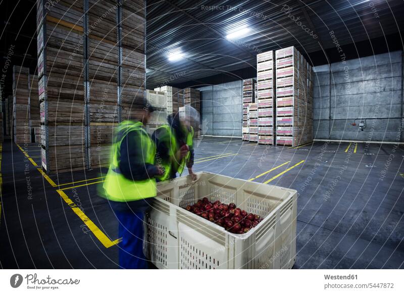 Two workers inspecting apples in distribution warehouse blue collar worker blue-collar worker storehouse storage Apple Apples sorting working At Work Job