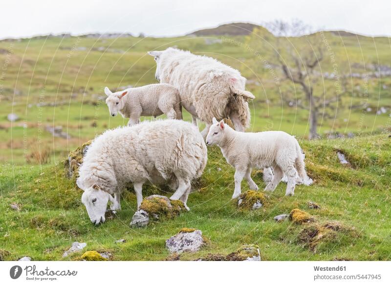 Great Britain, Scotland, Scottish Highlands, flock of sheep lamb lambs nature natural world herd flocks herds outdoors outdoor shots location shot