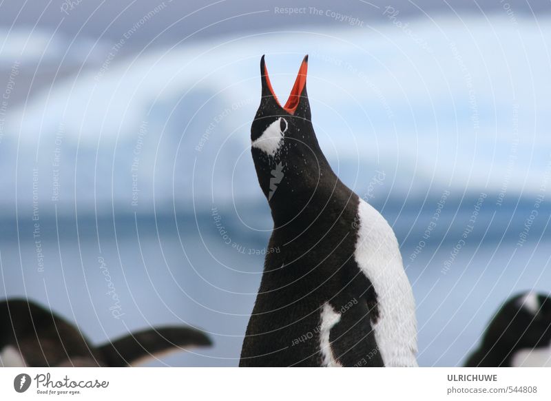 penguin Nature Ice Frost Volcano Ocean Animal 1 Stand Exceptional Love of animals Adventure Exterior shot Deserted Day Shallow depth of field Bird's-eye view